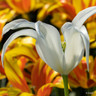 Tulip 'Tres Chic'