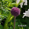 Allium 'Summer Drummer'