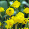Species Narcissi 'Oxford Gold' - PACK of 9 bulbs