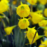 Species Narcissi 'Oxford Gold' - PACK of 9 bulbs