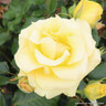 Freedom - Hybrid Tea Rose