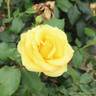 Freedom - Hybrid Tea Rose