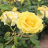 Freedom - Hybrid Tea Rose
