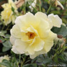Freedom - Hybrid Tea Rose
