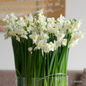 Tazetta Narcissi 'Silver chimes'