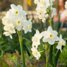 Tazetta Narcissi 'Silver chimes'