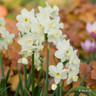 Tazetta Narcissi 'Silver chimes'