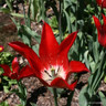 Tulip 'Pieter de Leur'