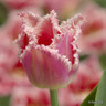Tulip 'Bellsong'