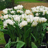 Tulip 'Schoonoord'