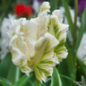 Tulip 'Super Parrot'
