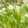 Tulip 'Super Parrot'