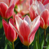 Tulip 'Heart's delight' bulbs