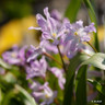 Chionodoxa luciliae 'Pink Giant'