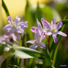 Chionodoxa luciliae 'Pink Giant'