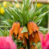 Fritillaria (Crown Imperial) 'Aurora'