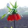 Fritillaria (Crown Imperial) 'Rubra'