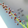 Fritillaria persica bulbs