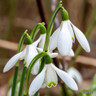 Galanthus woronowii