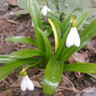 Galanthus woronowii