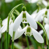 Galanthus elwesii (snowdrop)