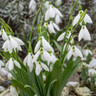 Galanthus nivalis (Single Snowdrops) Bulbs
