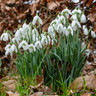 Galanthus nivalis (Single Snowdrops) Bulbs