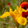 Iris 'Golden Harvest' (Dutch)
