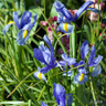 Iris 'Reticulata Alida' (species) bulbs