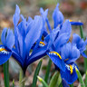 Iris 'Sapphire Beauty' (Dutch)