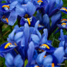Iris 'Sapphire Beauty' (Dutch)
