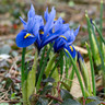 Iris 'Sapphire Beauty' (Dutch)