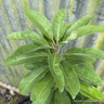 Daphniphyllum himalayense macropodum 2L
