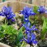 Iris ret. 'Harmony' (species)