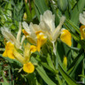 Iris 'Symphony' (Dutch)
