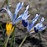 Iris 'Reticulata Clairette' (species) bulbs