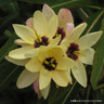 Ixia mixed