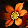 Ixia mixed