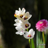 Ixia mixed