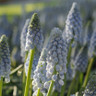 Muscari 'Valerie Finnis'