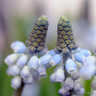 Muscari 'Valerie Finnis'