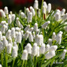 Muscari 'Siberian Tiger'