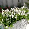 Muscari 'Siberian Tiger'