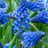 Muscari armeniacum