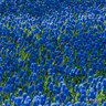 Muscari armeniacum