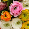 Ranunculus 'Paeony Flowered Mixed'