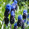 Muscari latifolium