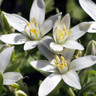 Ornithogalum umbellatum