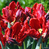 Tulip 'Rococo'