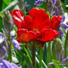 Tulip 'Rococo'